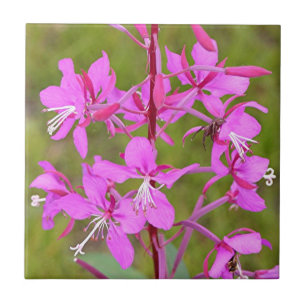 Azulejo De Cerâmica Flores do Alasca cor-de-rosa do Fireweed na flor