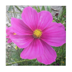 Azulejo De Cerâmica Flores do cosmos na floração