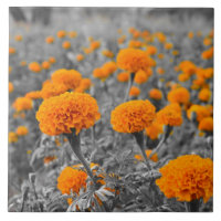 Flores do cravo-de-defunto