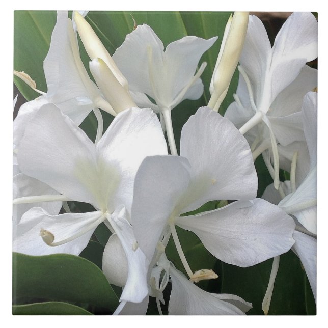 Azulejo De Cerâmica Flores do lírio do gengibre (Frente)