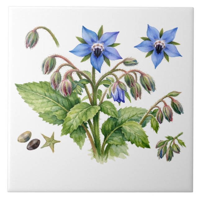 Azulejo De Cerâmica Flores e folhas de ervas de Borragem em aquarela (Frente)