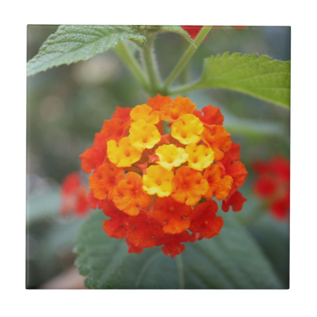 Azulejo De Cerâmica Flores italianas (Frente)