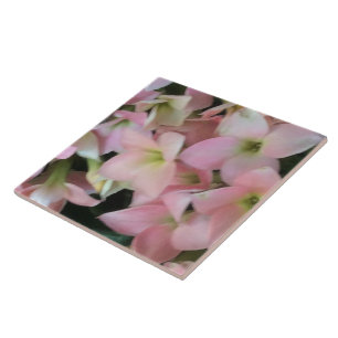 Azulejo De Cerâmica Flores Kalanchoe