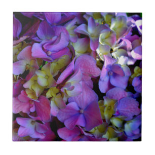 Azulejo De Cerâmica Flores magenta púrpura amarelas Hydrangas