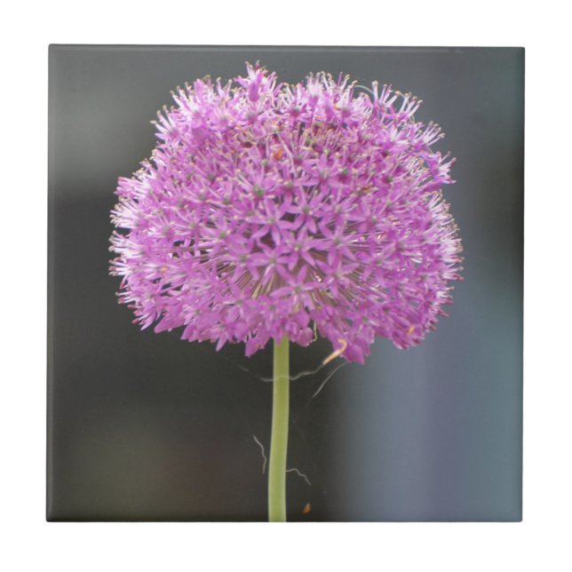 Azulejo De Cerâmica Flores para Todos (Frente)