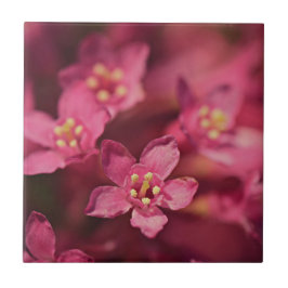 Azulejo De Cerâmica Flores Rosa Bonitas