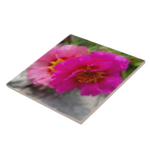 Azulejo De Cerâmica Flores rosa no sol