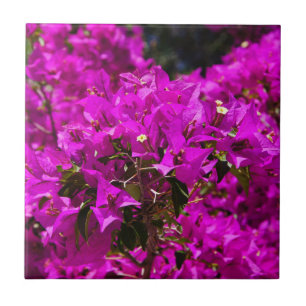 Azulejo De Cerâmica Flores roxas de Bougainvillea