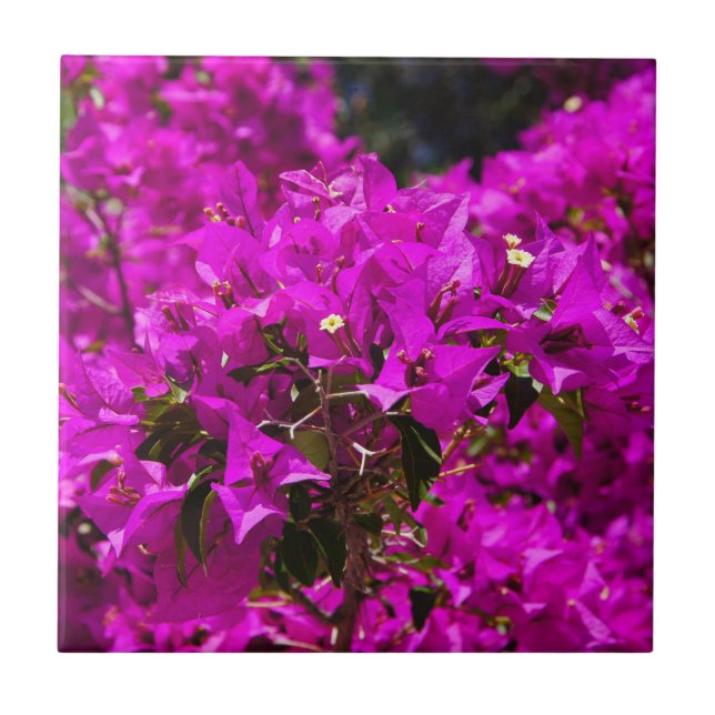 Azulejo De Cerâmica Flores roxas de Bougainvillea (Frente)