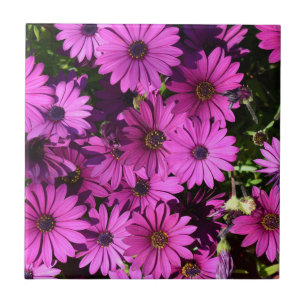 Azulejo De Cerâmica Flores roxas de osteospermum