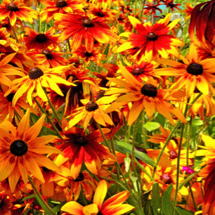 AZULEJO DE CERÂMICA  FLÔRES RUDBECKIA   