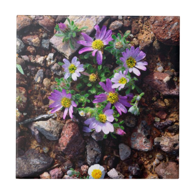 Azulejo De Cerâmica Flores silvestres (Frente)