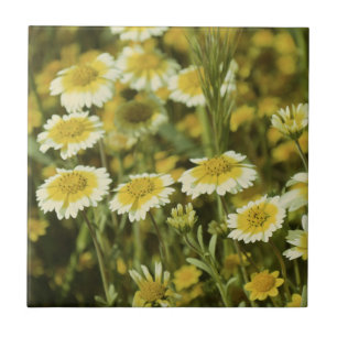 Azulejo De Cerâmica Flores silvestres Amarelo e Branco Girassóis