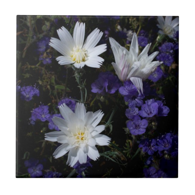 Azulejo De Cerâmica Flores Silvestres Chicory e Phacelia (Frente)