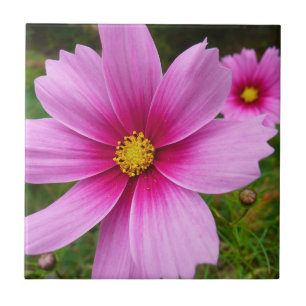 Azulejo De Cerâmica Flores Silvestres Cosmos Rosa
