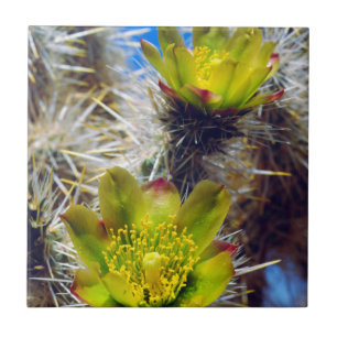 Azulejo De Cerâmica Flores Silvestres de Cacto Cholla Prateado