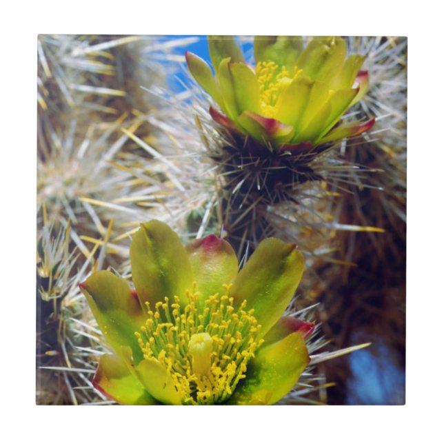 Azulejo De Cerâmica Flores Silvestres de Cacto Cholla Prateado (Frente)