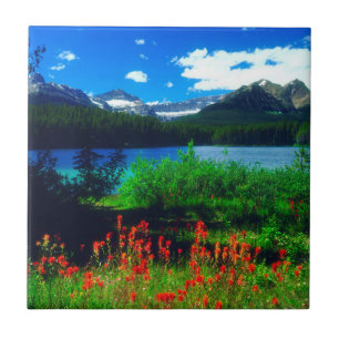 Azulejo De Cerâmica Flores Silvestres Indian Paintbrush
