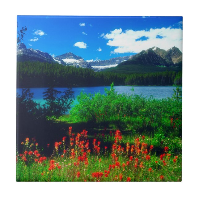 Azulejo De Cerâmica Flores Silvestres Indian Paintbrush (Frente)