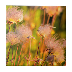 Azulejo De Cerâmica Flores Silvestres Prairie Smoke em Aspen Grove