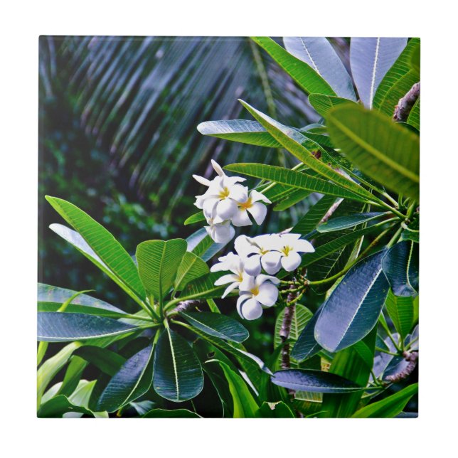 Azulejo De Cerâmica Flores tropicais do Plumeria (Frente)