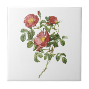 Azulejo De Cerâmica Flores Vintage Rosa vermelha Floral do Amor por Re