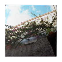 Floresce o Inverno em Scalea
