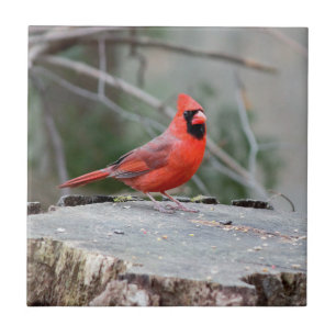 Azulejo De Cerâmica Floresta cardinal