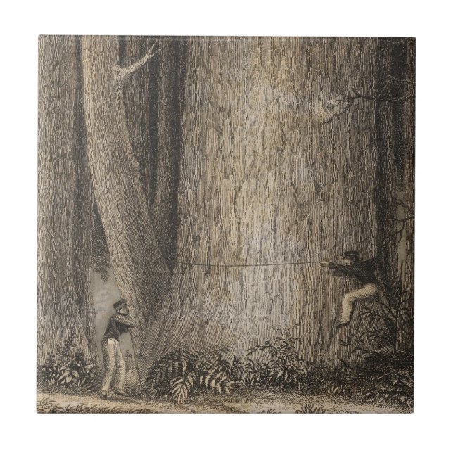 Azulejo De Cerâmica Floresta do pinho, Oregon (Frente)