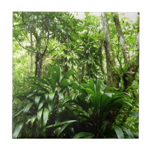 Azulejo De Cerâmica Floresta Dominicana I Natureza Verde Tropical