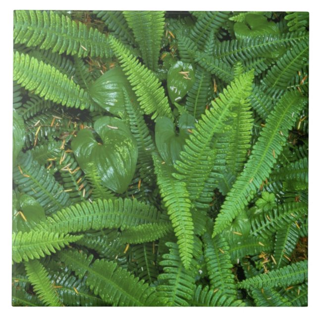 Azulejo De Cerâmica Floresta, Floresta de chuva de Quinault, Olimpiada (Frente)