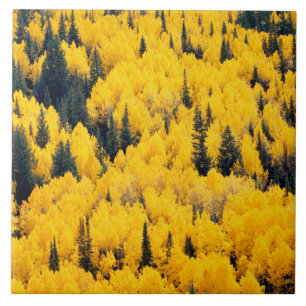Azulejo De Cerâmica Floresta Nacional do Rio Branco Aspen, Colorada