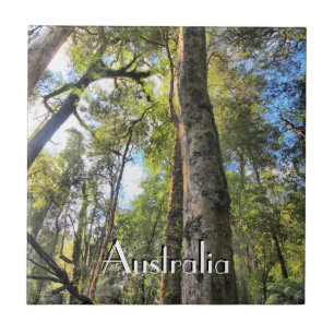 Azulejo De Cerâmica Floresta Tropical Australiana Eucalyptus Gum Trees