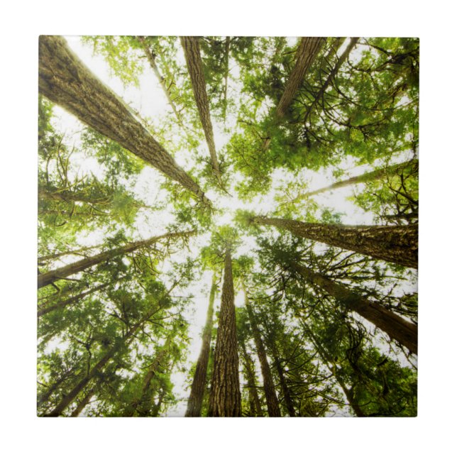 Azulejo De Cerâmica Floresta tropical verde luxúria (Frente)