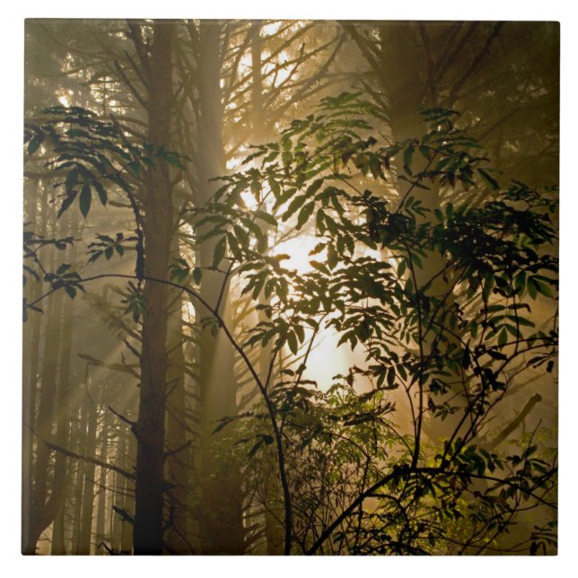 Azulejo De Cerâmica Floresta Verde | Costa do Oregon (Frente)