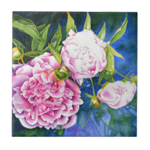 Flórida de cor branca-rosa-rosa-esbranquiçada