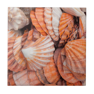 Azulejo De Cerâmica Florida Keys, Key West, conchas