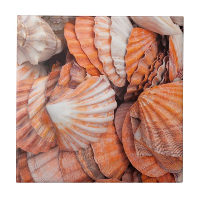 Azulejo De Cerâmica Florida Keys, Key West, conchas (Frente)