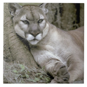 Azulejo De Cerâmica Flórida Panther, Felis concolor coryi,