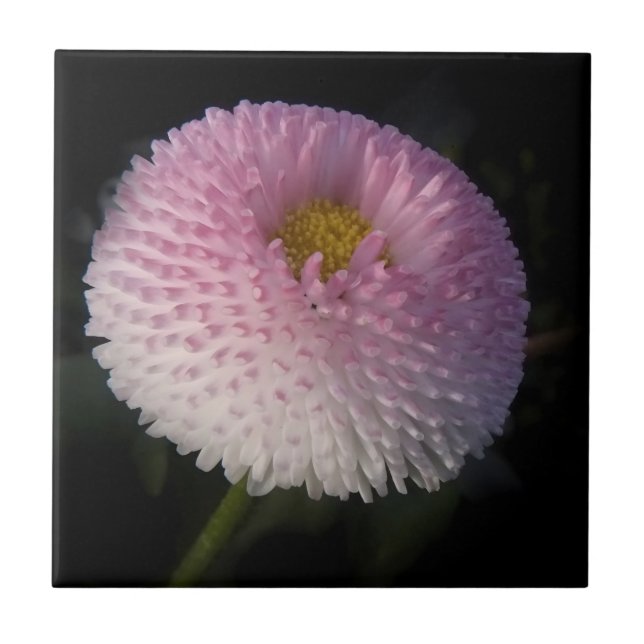 Azulejo De Cerâmica flowers on black - rosa Bellis (Frente)