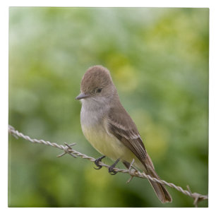 Azulejo De Cerâmica Flycatcher