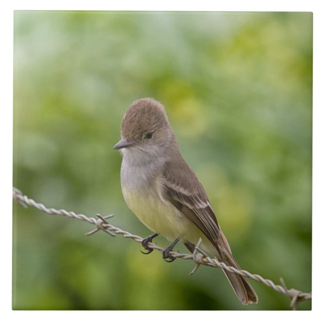 Azulejo De Cerâmica Flycatcher (Frente)