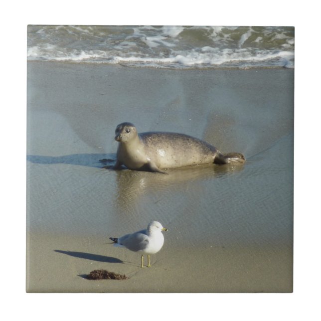 Azulejo De Cerâmica Foca-comum em La Jolla Califórnia (Frente)