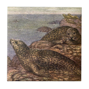 Azulejo De Cerâmica Focas, Animais Marinhos Antigos da Vida Oceânica