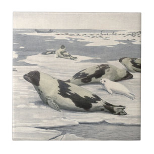 Azulejo De Cerâmica Focas Harpa Antigas na Neve Ártica por Louis Fuert