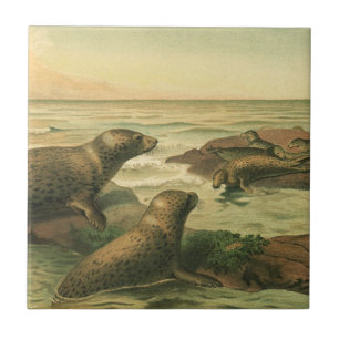 Azulejo De Cerâmica Focas-leopardo, Animais Aquáticos Antigos Vida Mar