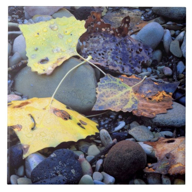 Azulejo De Cerâmica Folha de algodão de Fremont em plena inundação (Frente)