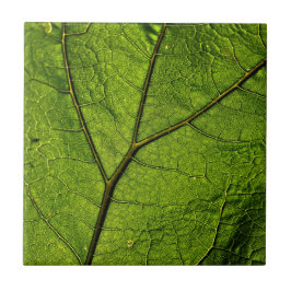 Azulejo De Cerâmica Folha de Borboleta Verde