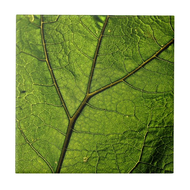 Azulejo De Cerâmica Folha de Borboleta Verde (Frente)