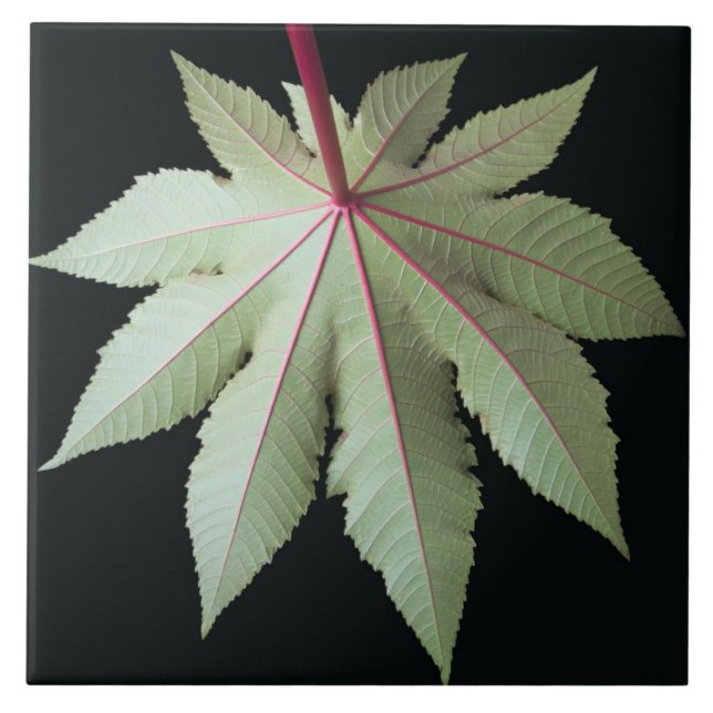 Azulejo De Cerâmica Folha e haste (Frente)